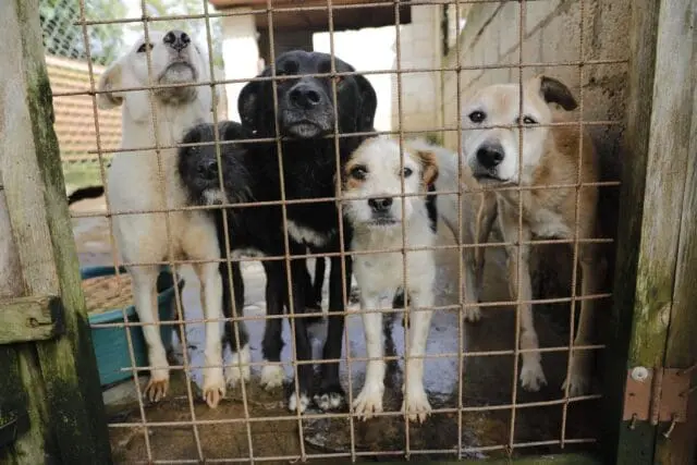 El maltrato es una de las amenazas a los animales en Guatemala, junto a la sobrepoblación y el abandono. Las alcaldías pueden mitigarlo.