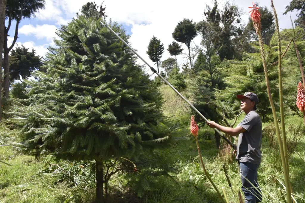 Plantaciones de pinabete en la Finca El Espinero, en Tecpán. Foto: Cortesía del Inab