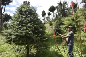 Plantaciones de pinabete en la Finca El Espinero, en Tecpán. Foto: Cortesía del Inab