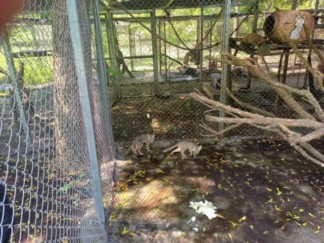 Ocho animales de fauna silvestre se ubicaron en junio 2024 al retomarse el control de esa cárcel. Siete sobrevivieron.