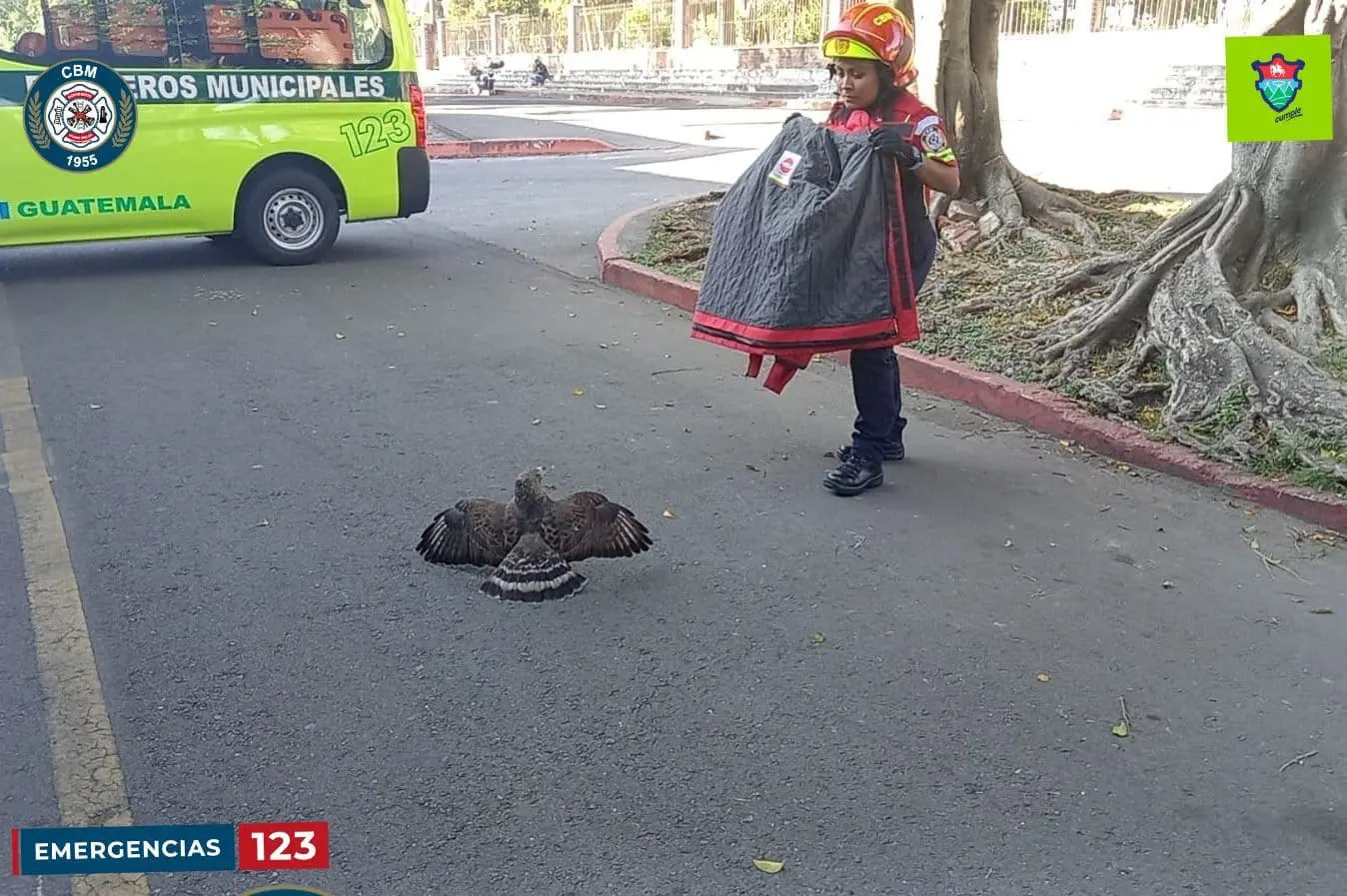 En Guatemala existen al menos seis especies de halcones y están catalogadas como vulnerables.