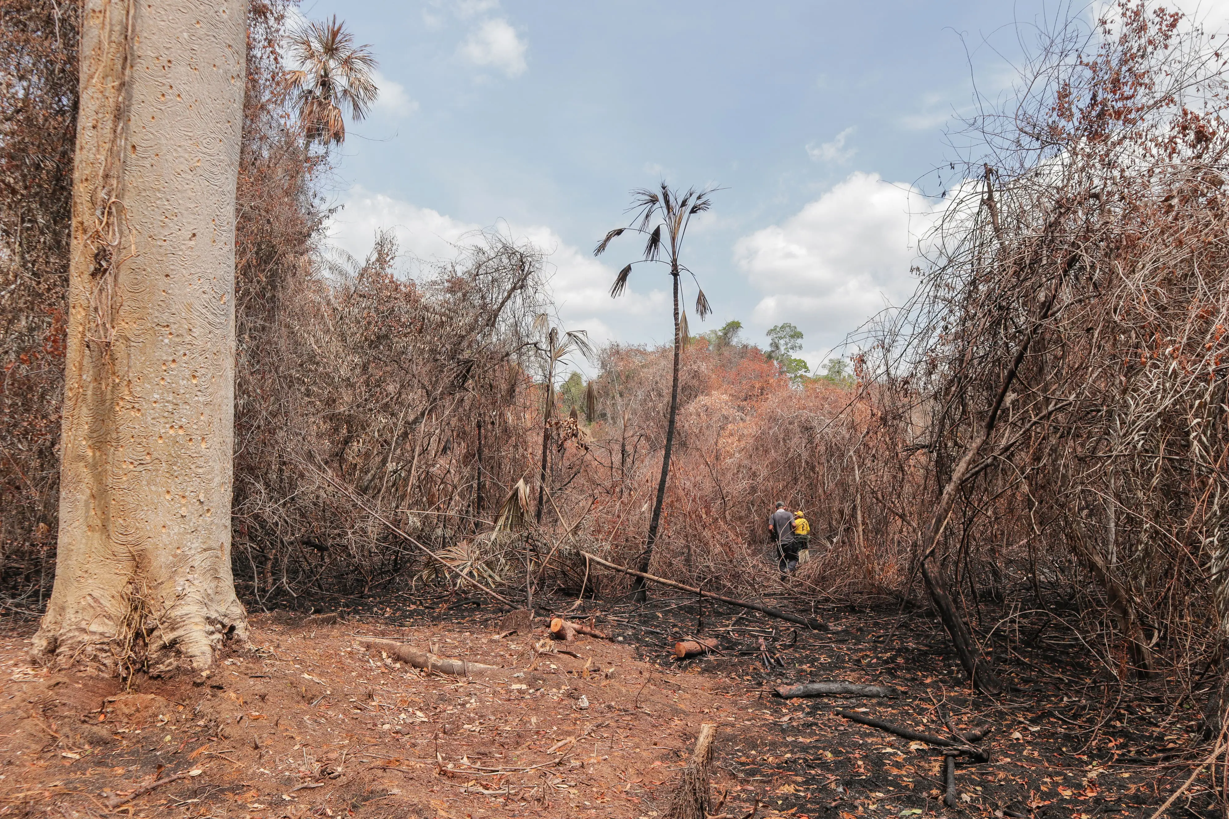 Un árbol de cantemó se salvó de ser consumido por las llamas gracias a personal CONAP y Sociedad para la Conservación de la Vida Silvestre (WCS, en inglés) que realizaron una brecha para evitar que pasara el fuego. En esta especie anida la guacamaya roja, una especie emblemática de Petén. Fotografía tomada en el Parque Nacional Laguna del Tigre, Petén temporada de incendios forestales 2023-2024.
