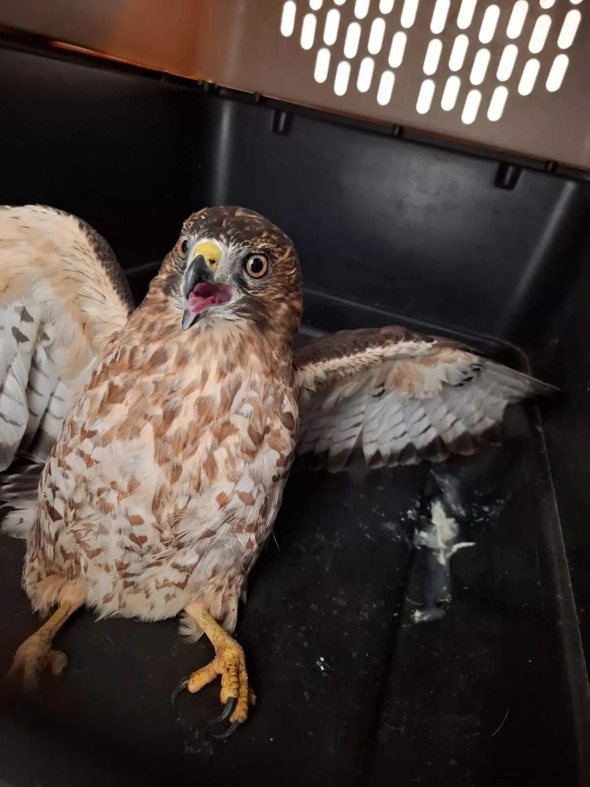 El segundo halcón rescatado es un Buteo Jamaicensis, ambas aves deben consumir por los menos el 40% de su peso en alimento.