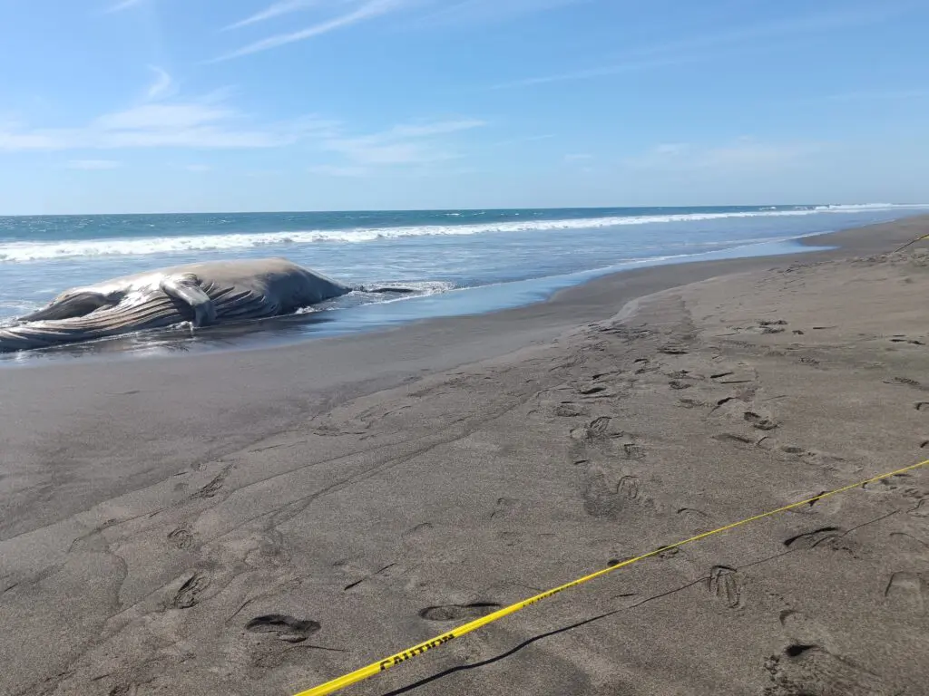 Ballena varada en Chiquimulilla, Santa Rosa