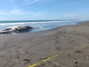 Ballena varada en Chiquimulilla, Santa Rosa