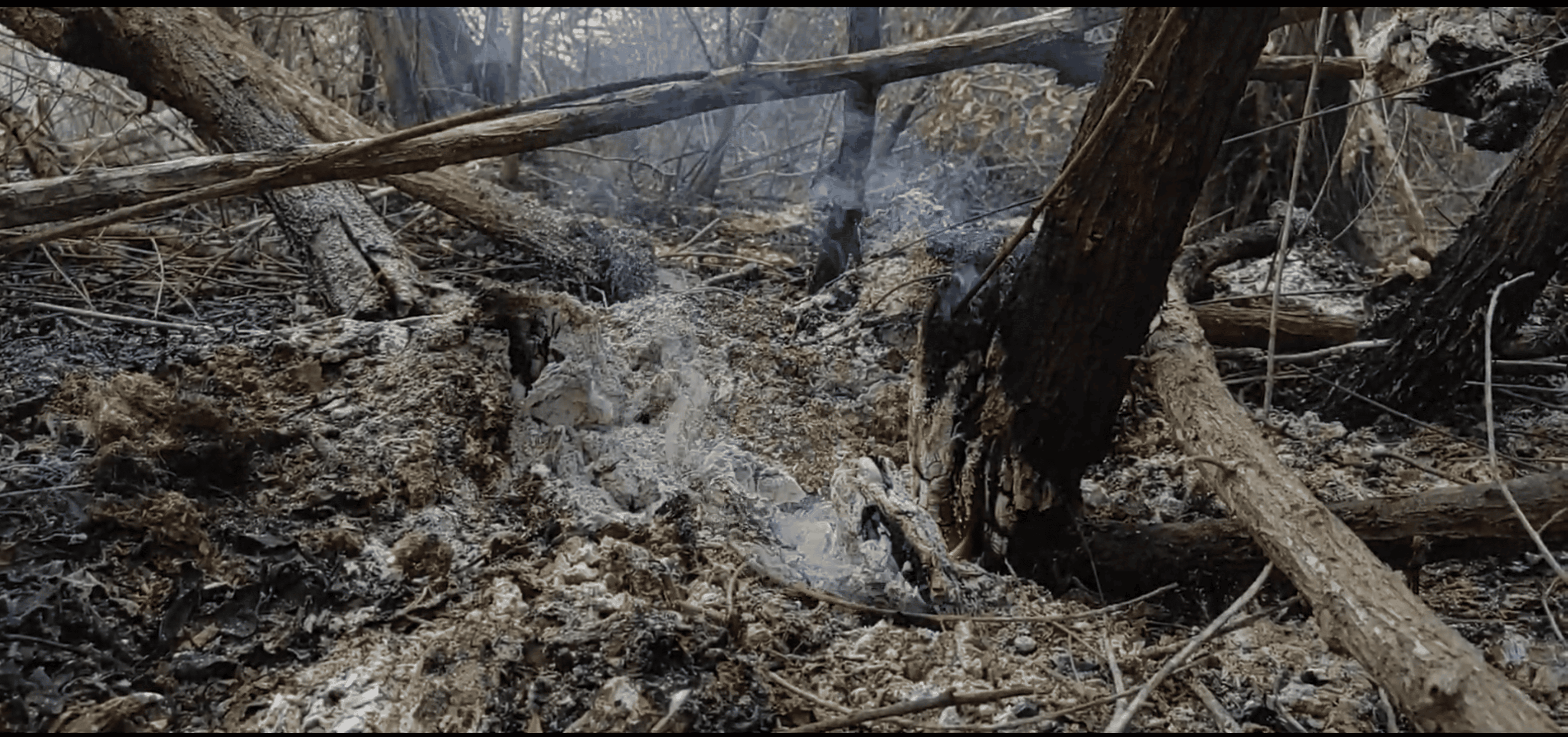 Los incendios en manglares son complejos ya que suelen propagarse de forma subterránea debido a la acumulación de materia orgánica.