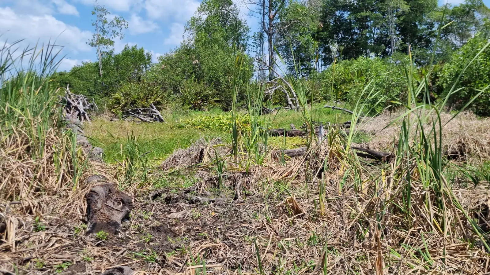 En Champerico se encuentra el manglar rojo que se caracteriza por adaptarse al agua salada.