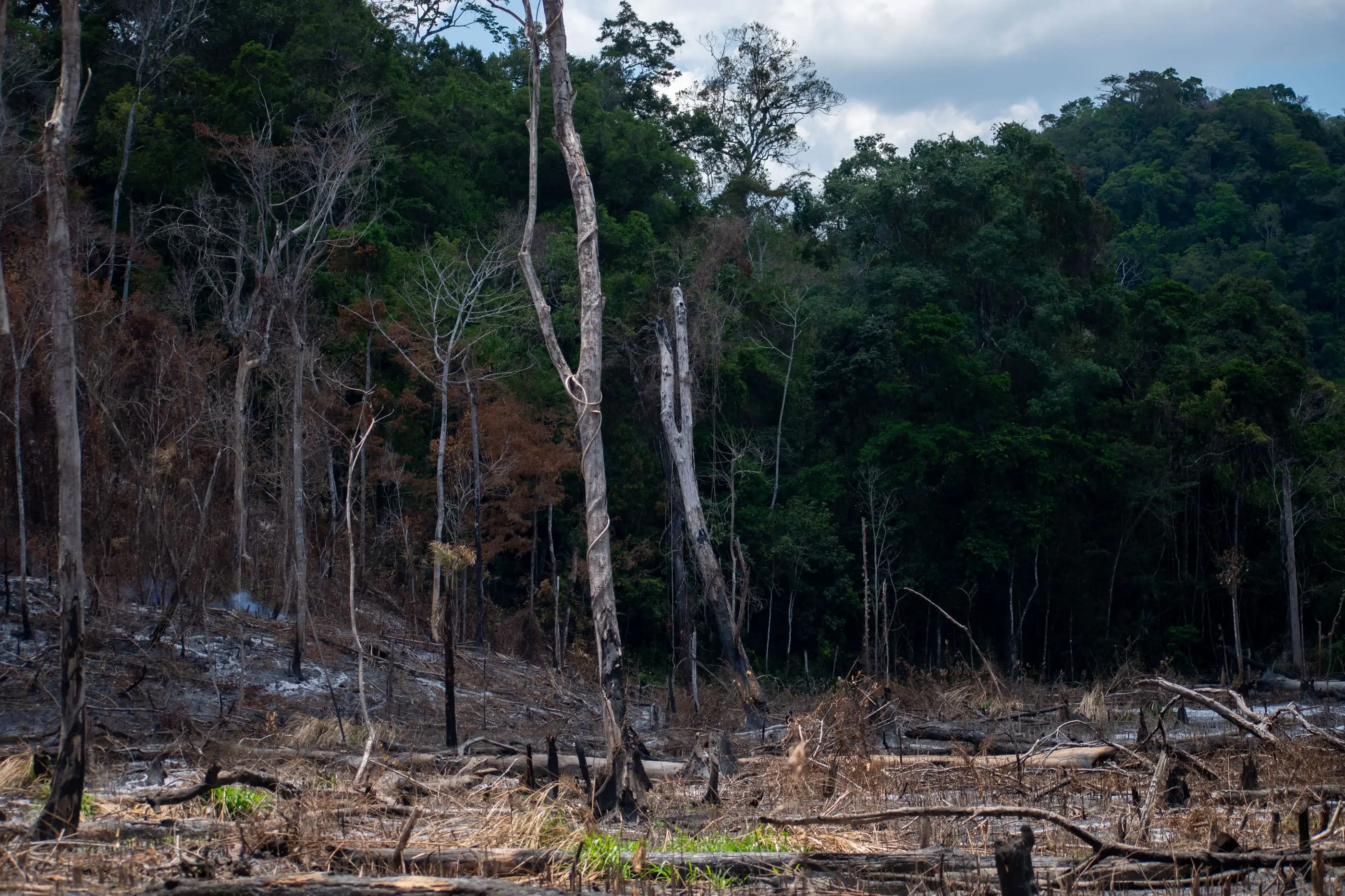 La Fundación Defensores de la Naturaleza registró al menos 1005.92 hectáreas de bosque afectadas por intervenciones ilegales. 