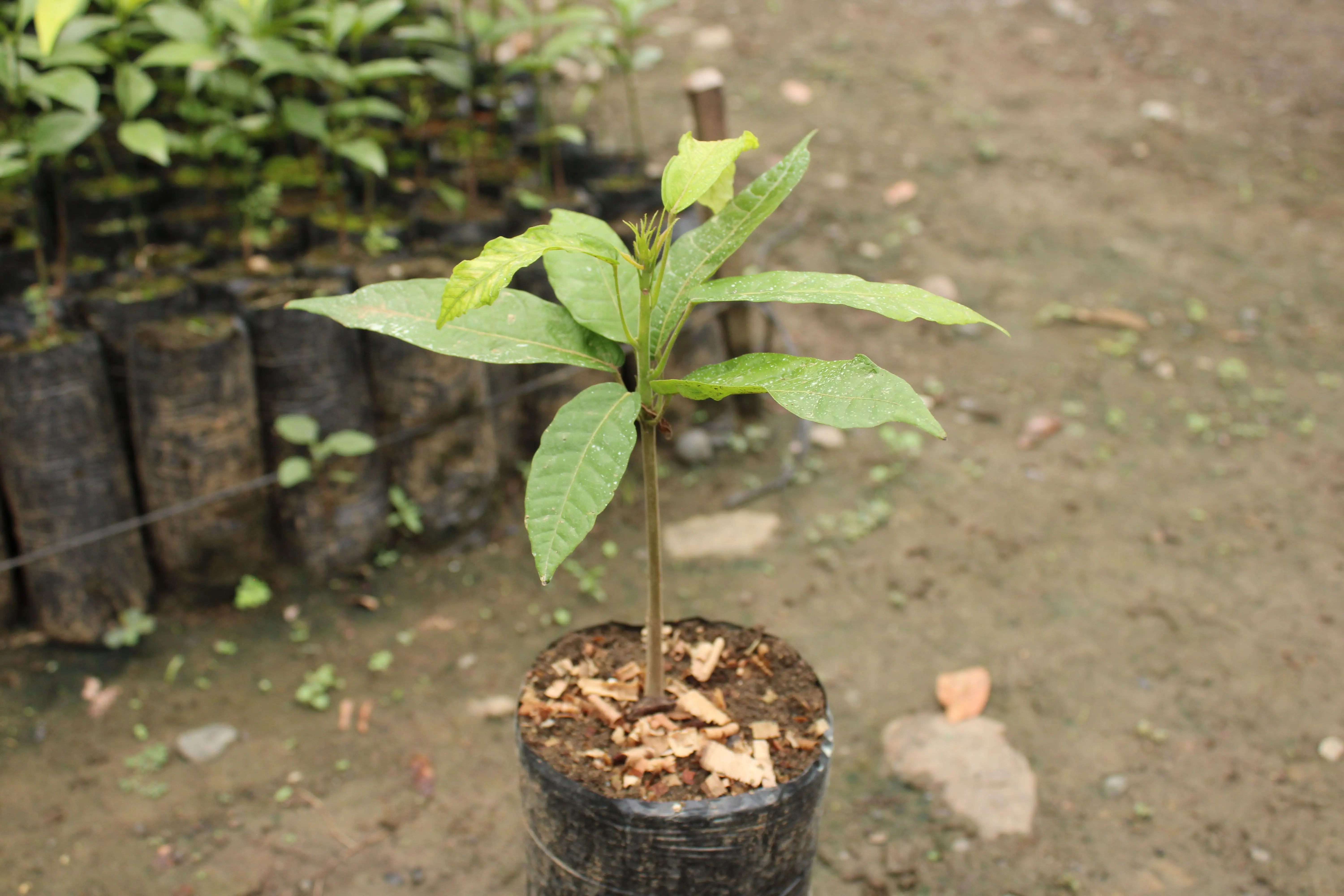 Planta de cacao con seis semanas de cultivo