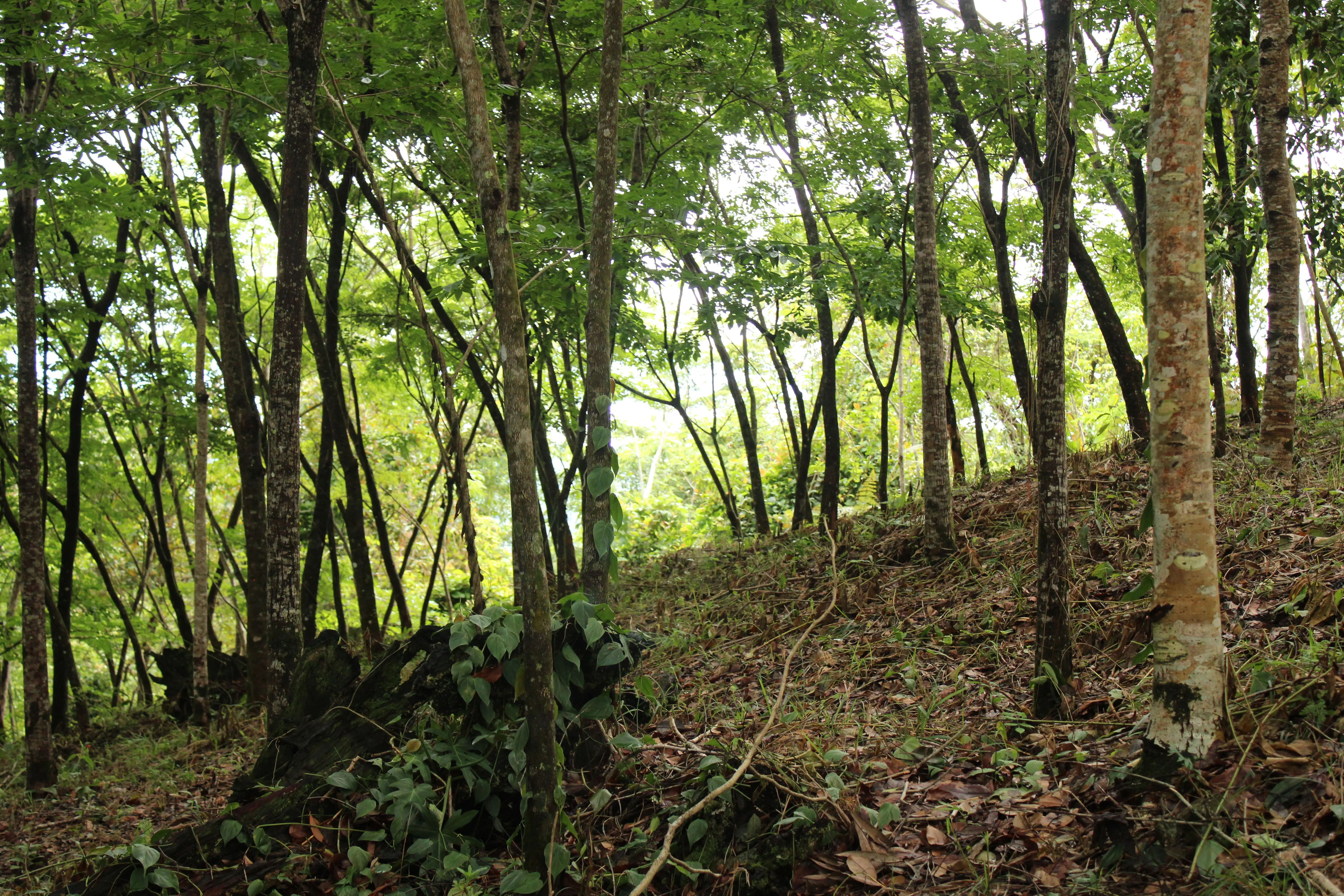 Después de nueve años, así se ve un área reforestada luego de ser utilizada como monocultivo de maíz.