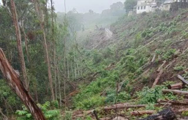 Imagen tomada hace un año en Villa Linda de la talla de árboles. Foto: vecinos.