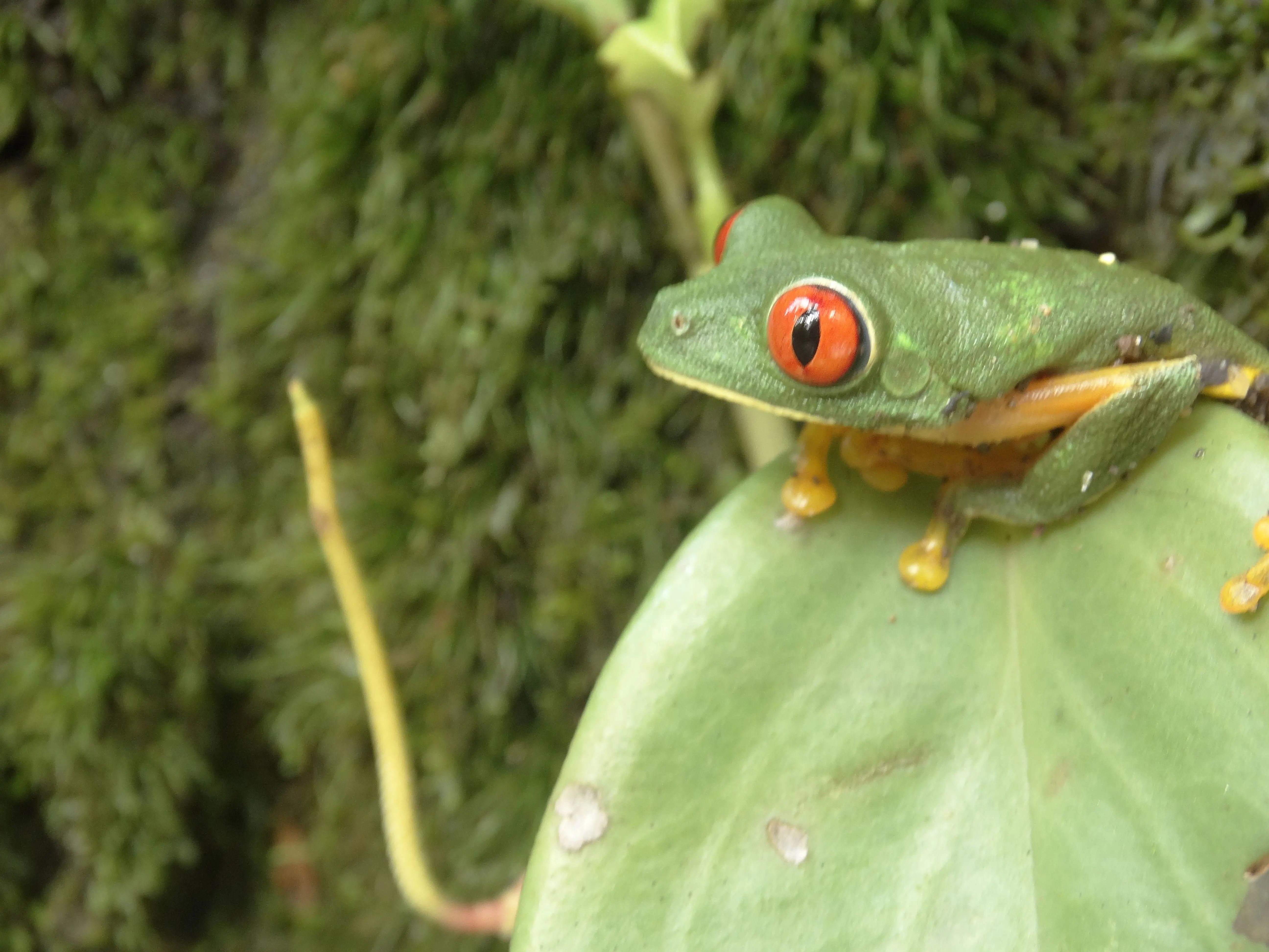 La Agalychnis taylori es una de 86 especies de rana en Guatemala. Esta imagen fue captada en Cobán, Alta Verapaz. Foto: María José Chang.