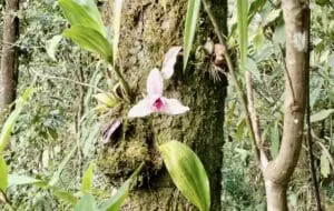 En la reserva natural privada de Orquígonea se protege el habita de la orquídea. Foto: Elsa Coronado