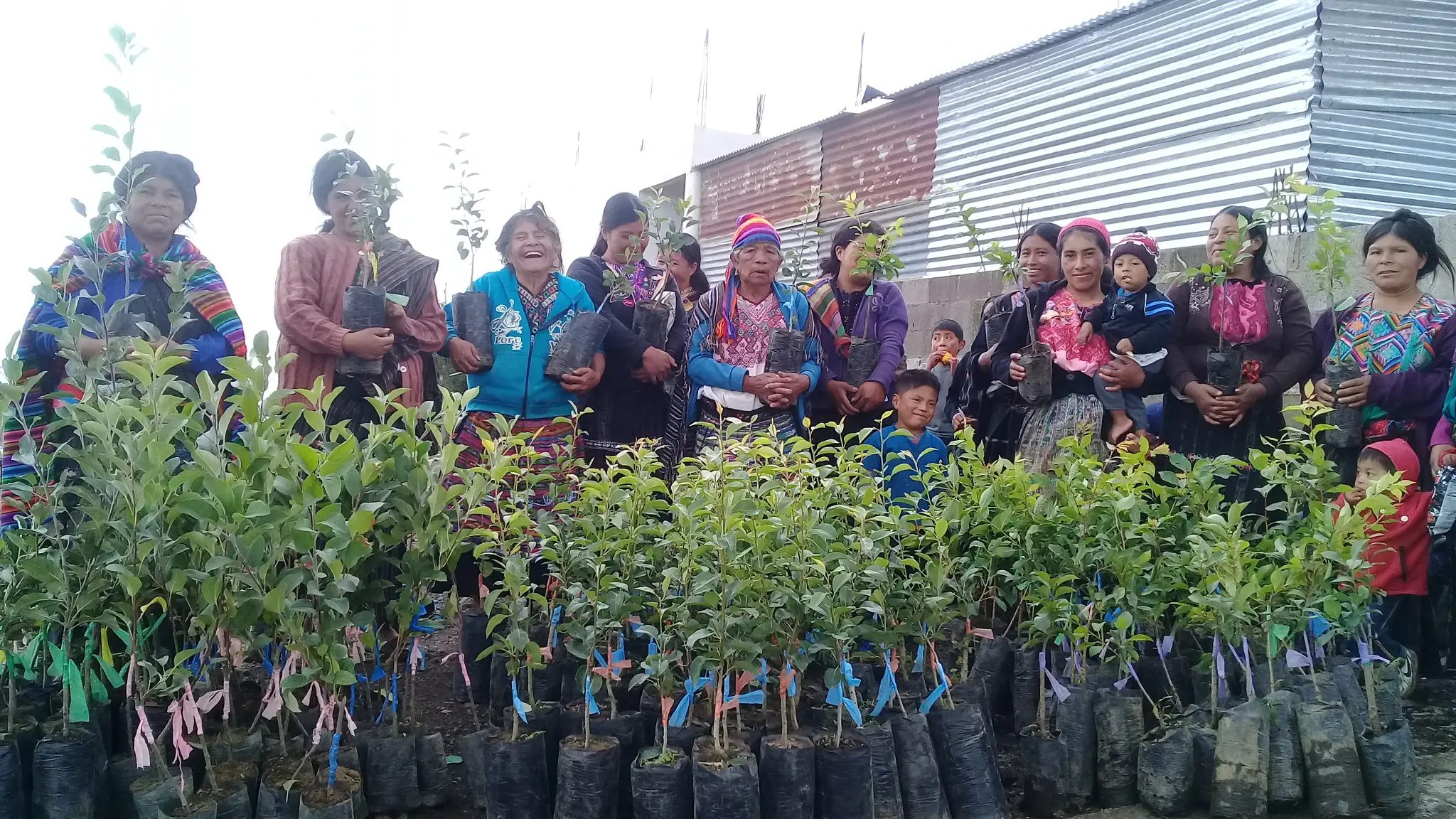 Mujeres de comunidades rurales reciben árboles frutales para establecer sistemas agroforestales perennes con el acompañamiento de Agema. Estas acciones fortalecen la seguridad alimentaria, generan ingresos y promueven el arraigo cultural a través del cuidado colectivo de la tierra.