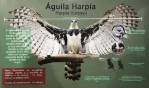 Aunque el hábitat natural del águila arpía incluye el norte del país, solo se reporta en Belice y México. Se espera que la protección de su ecosistema permita su retorno.