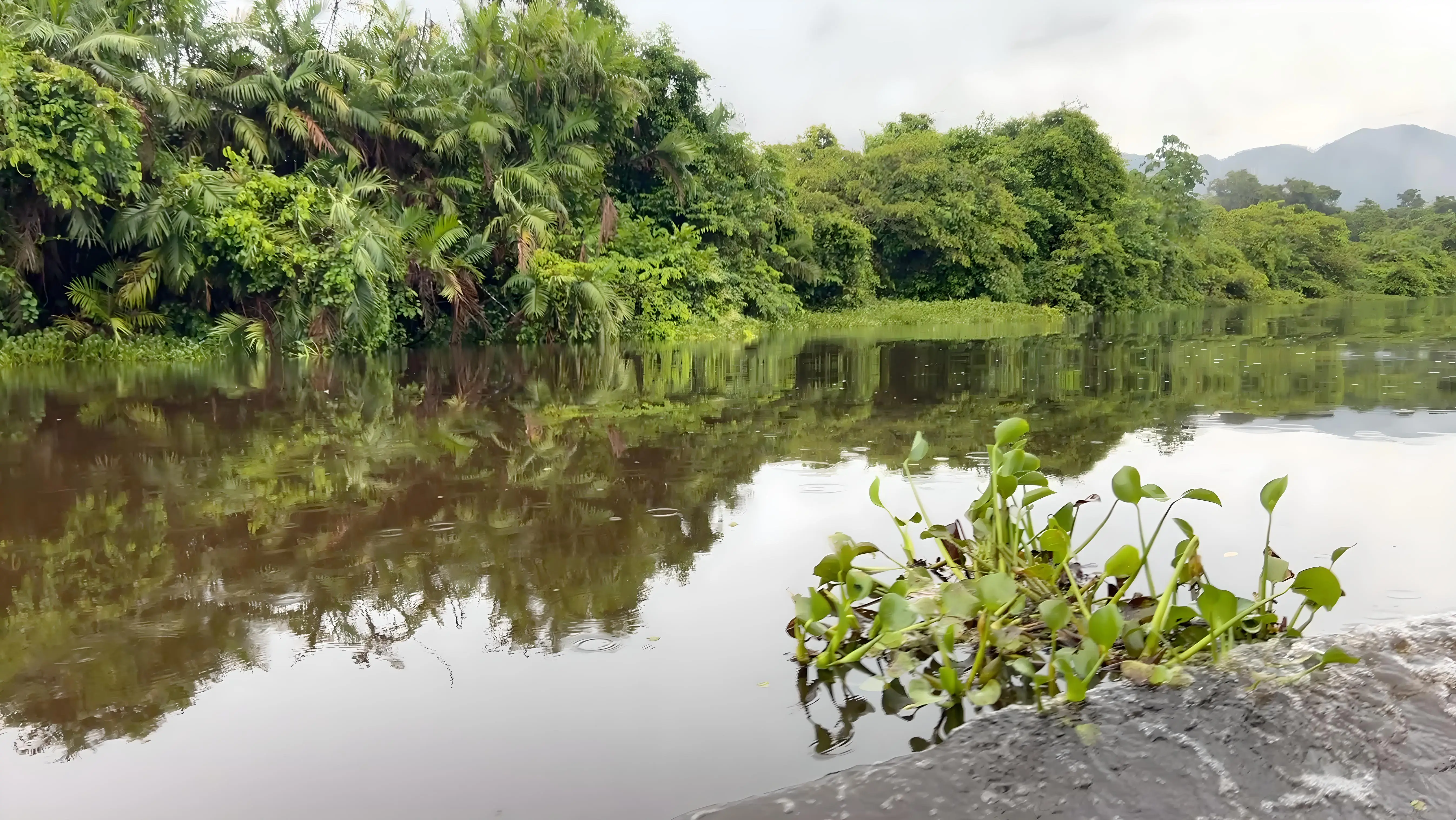 El Refugio de Vida Silvestre, Bocas del Polochic, en Izabal, es un área protegida coadministrada por la Fundación Defensores de la Naturaleza y el Consejo Nacional de Áreas Protegidas (Conap).