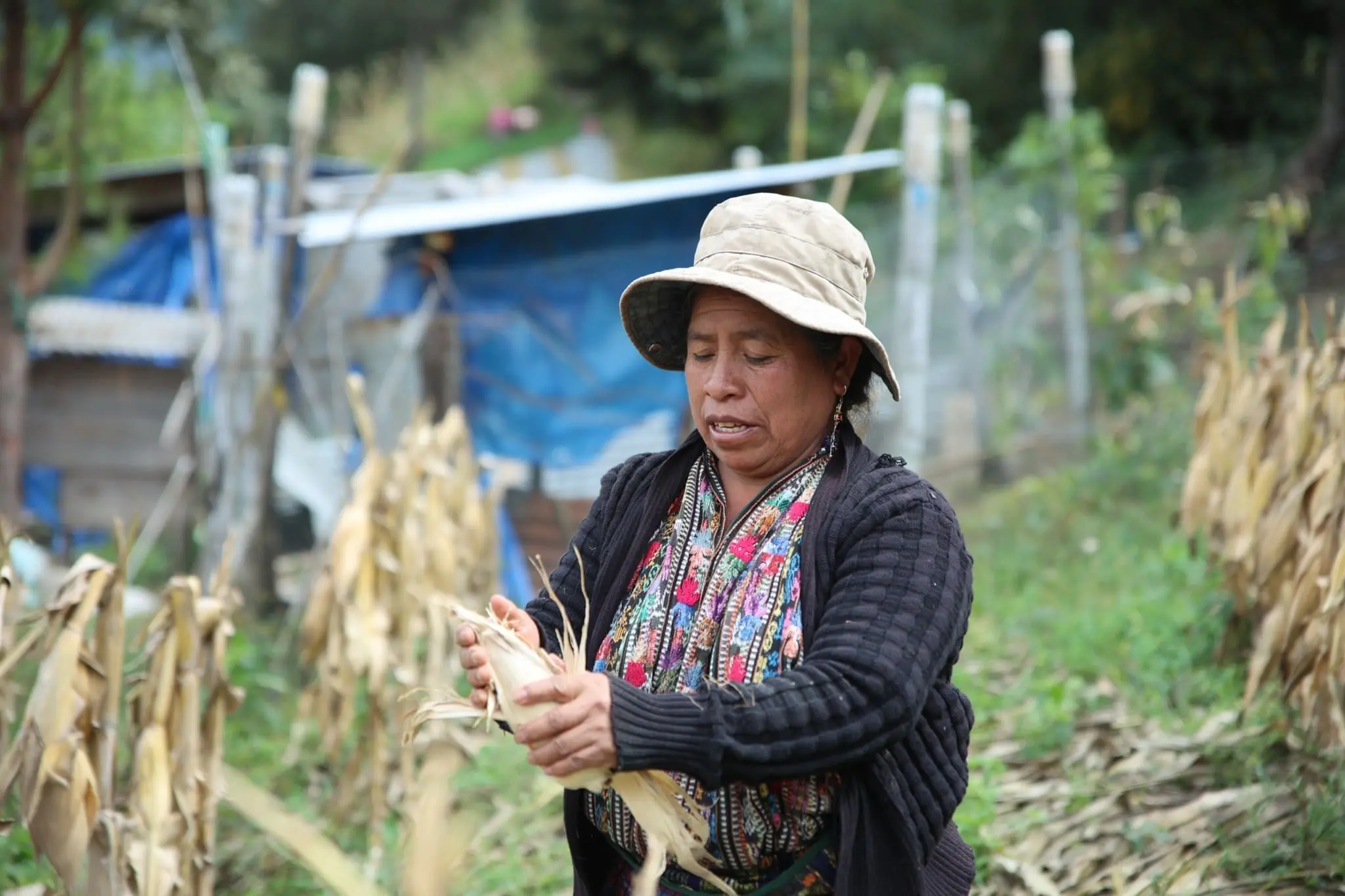 Agricultora tapisca el maíz. Foto: MAGA