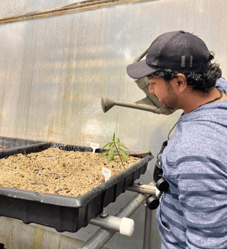 El voluntario Alfonso Expósito cuida el semillero de plantas nativas en el vivero de germinación del Parque Naciones Unidas. Foto: Alfonso Exposito .