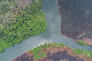 El Consejo Nacional de Áreas Protegidas (Conap) registró 50 % menos incendios forestales durante 2025 que los ocurridos el año anterior (2024).