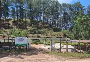 Los departamentos con más proyectos de manejo de bosque o restauración y plantación forestal son Petén, Quiché, Baja y Alta Verapaz y Huehuetenango. 