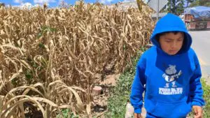 Sin lluvias, los cultivos de maíz presentaron daños. Se traduce en pérdidas de entre 60 % y 70 % en algunas áreas, según estimaciones del Ministerio de Agricultura.