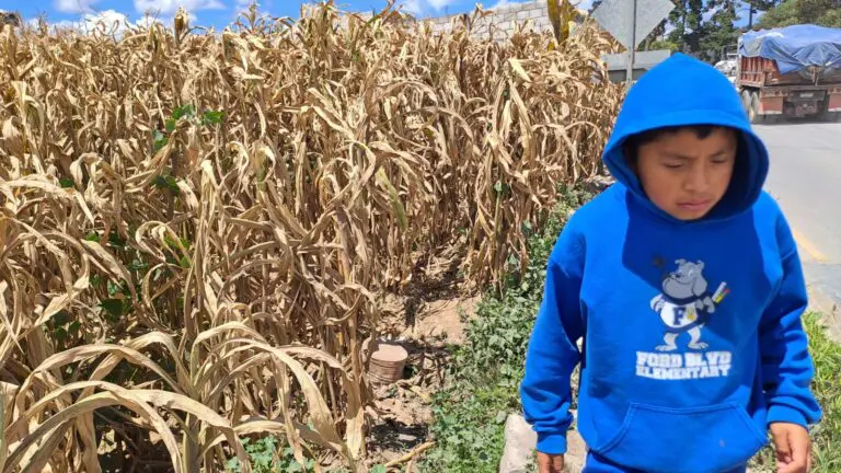 Sin lluvias, los cultivos de maíz presentaron daños. Se traduce en pérdidas de entre 60 % y 70 % en algunas áreas, según estimaciones del Ministerio de Agricultura.