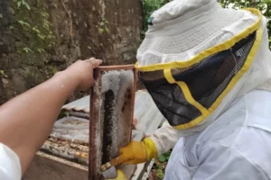 Las abejas no son responsables ante los guatemaltecos si agreden, pero tampoco hay una institución específica con disposición para controlar sus ataques.