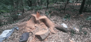 Este domingo 25 de agosto, pedirán a las autoridades que se les escuche durante su primera asamblea. Todo el bosque es área protegida.