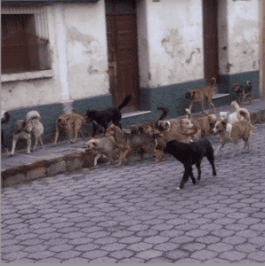 La gobernación departamental de Quetzaltenango anunció la esterilización masiva de perros, pero varios alcaldes desconocen de qué se trata la medida.