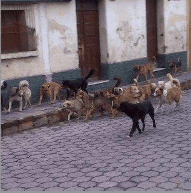 La gobernación departamental de Quetzaltenango anunció la esterilización masiva de perros, pero varios alcaldes desconocen de qué se trata la medida.