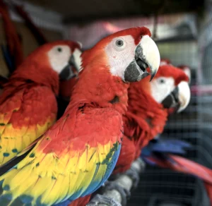 Guacamayas liberadas. septiembre 2024.