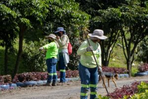 La municipalidad clausuró la primera área del sitio de disposición final, esperan hacer lo mismo con todo el terreno en los próximos 15 años.