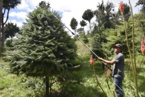 Plantaciones de pinabete en la Finca El Espinero, en Tecpán. Foto: Cortesía del Inab