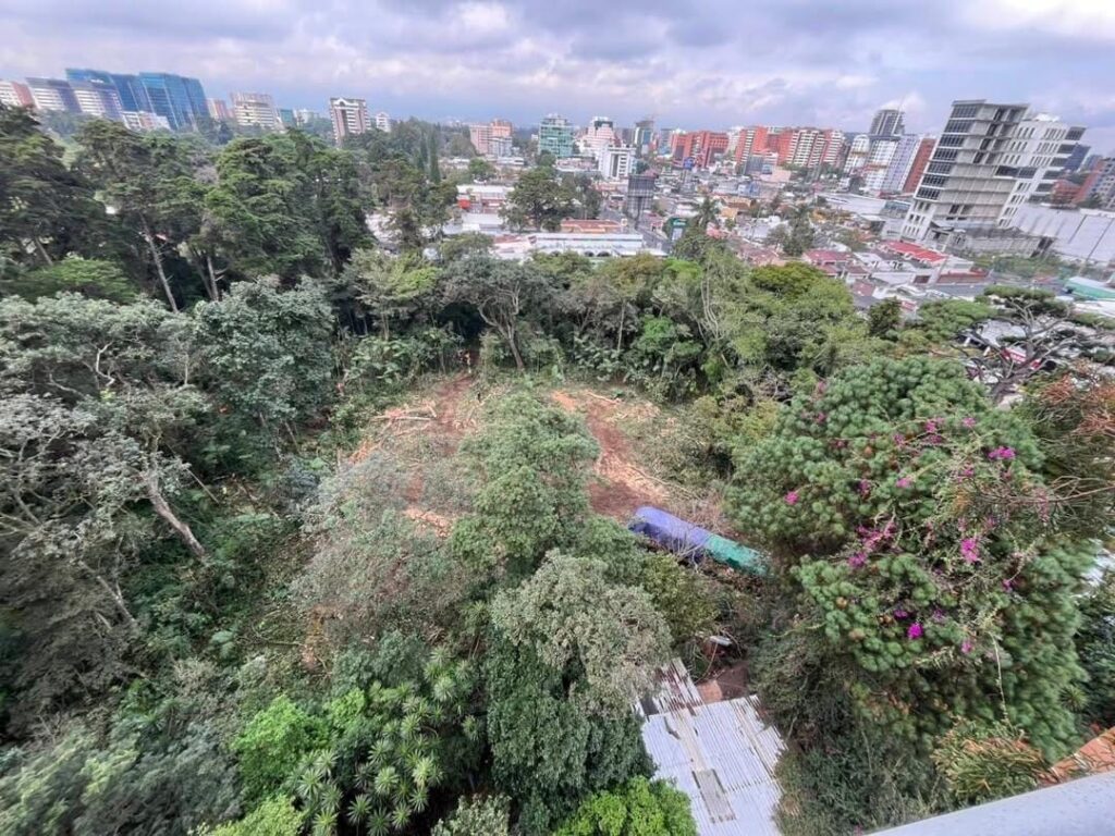 El 27 de diciembre así lucía el bosque del acueducto, luego de que iniciaran la tala.