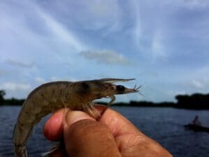 Por primera vez en Guatemala se regulará la pesca del camarón en el Océano Pacífico