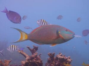 La Lista Roja de Especies Amenazadas confirma que, en esta región, el coral sigue una tendencia mundial y está bajo amenaza.