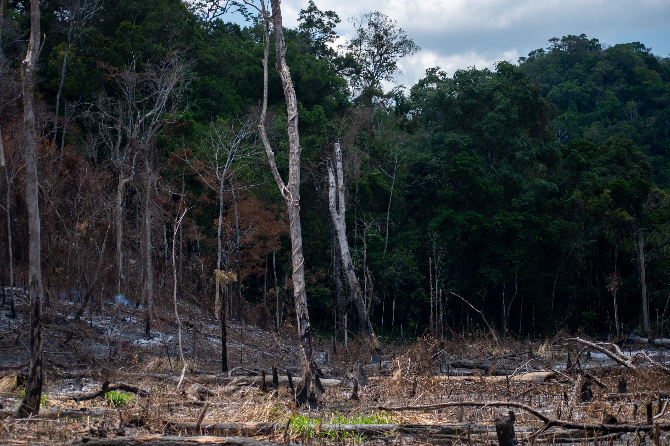 La Fundación Defensores de la Naturaleza registró al menos 1005.92 hectáreas de bosque afectadas por intervenciones ilegales.