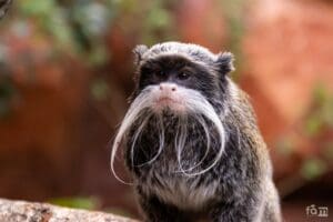 Mono tití empurador que vive en el Zoológico La Aurora