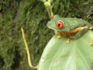 El 60 % de nuestras especies están amenazadas, sobre todo las salamandras. La principal amenaza para los anfibios es la pérdida de hábitat.