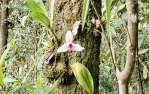 En la reserva natural privada de Orquígonea se protege el habita de la orquídea. Foto: Elsa Coronado