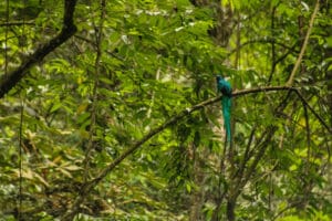 Por sus bosques nubosos y árboles con alimentos, San Rafael Pie de la Cuesta tiene presencia de quetzales en su zona. Este es su parque regional municipal.